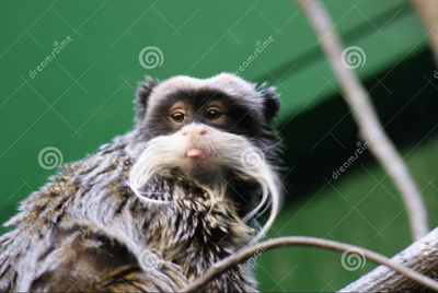 This strange creature is an Emperor Tamarin monkey.