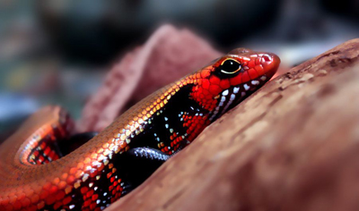 Louis, the henchman seated far left, is a fire skink.