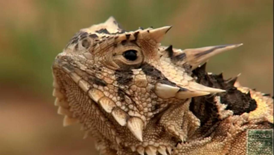 To the left is a Horned Lizard.